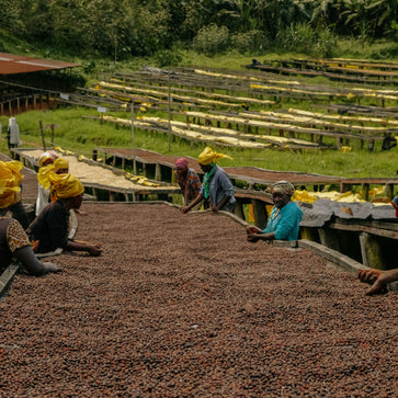 Image of Café en grain, Gatare, Rwanda - 2