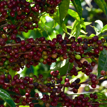 Image of Café en grain, Chelichele, Ethiopie - 2