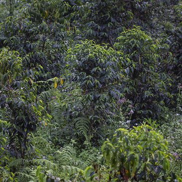 Image of Café moulu, Sidamo, Ethiopie - 2
