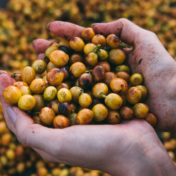 Image of Whole bean, 1936, Brazil, Knopes - 4
