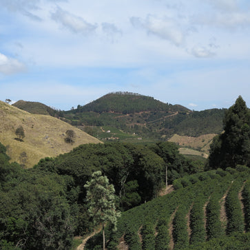 Image of Ground coffee, 1936, Brazil, Knopes - 4