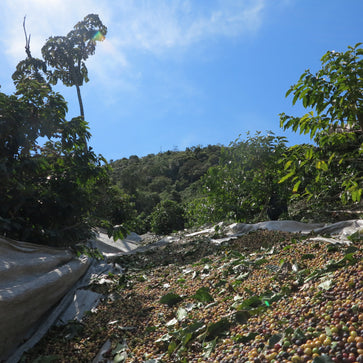 Image of Ground coffee, 1936, Brazil, Knopes - 3