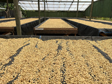 Café moulu, 1936 Bio, Pérou, Knopes