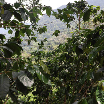 Image of Ground coffee, Wild Crush, Colombia, Woodster - 3