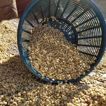 Image of Ground coffee, Guatemala Familia Mendez, Knopes - 2