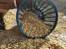 Whole bean, Guatemala Familia Mendez, Knopes