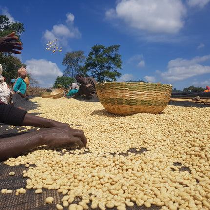 Café moulu, Éthiopie Koke