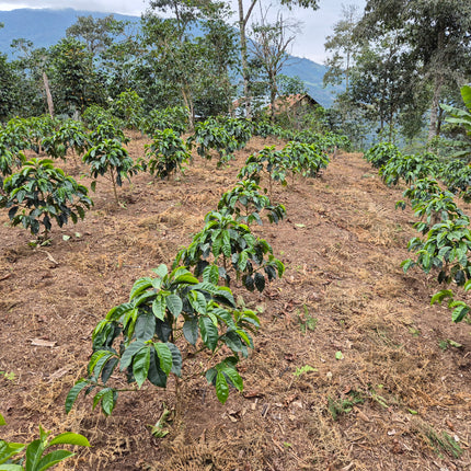 Ground coffee, Griselda Rioja, Peru