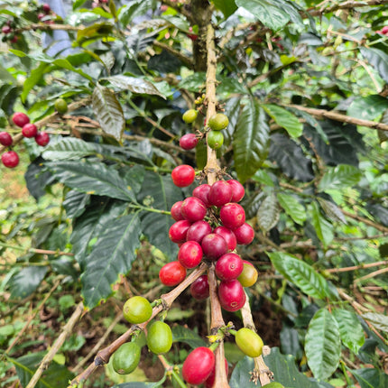 Ground coffee, Griselda Rioja, Peru