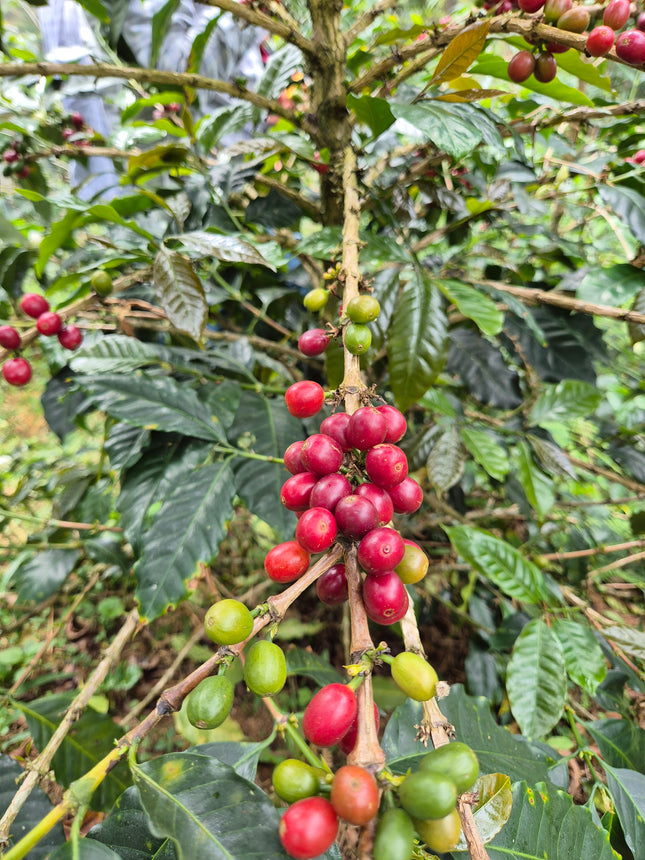 Ground coffee, Griselda Rioja, Peru