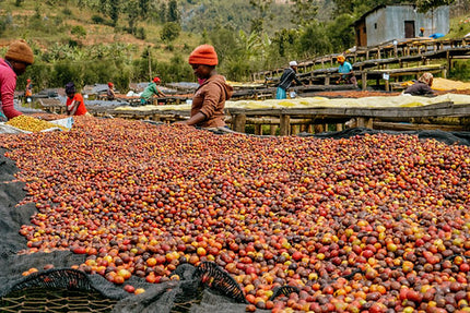 Ground coffee, Rwanda Horizon