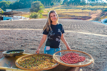 Image of Whole bean, 1936, Brazil - 4