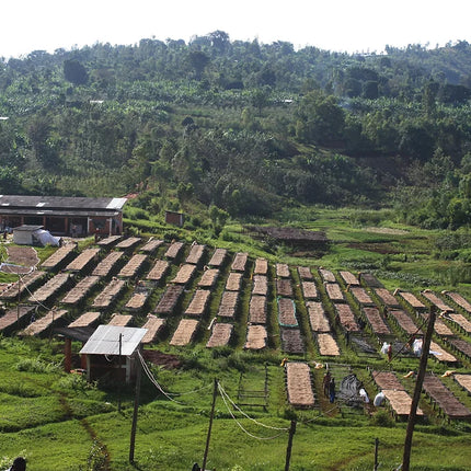 Café en grain, Tanzanie Korongo AB