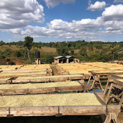 Café moulu, Tanzanie Korongo AB