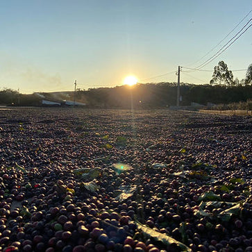 Image of Whole bean, 1936, Brazil - 5