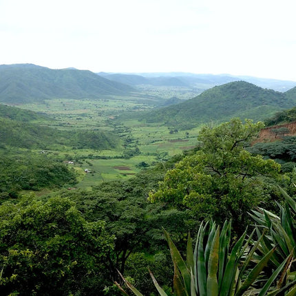 Café en grain, Tanzanie Korongo AB