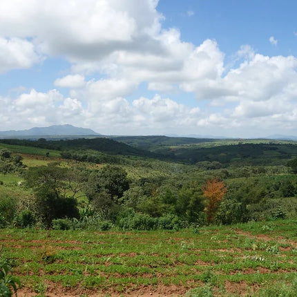 Café en grain, Tanzanie Korongo AB