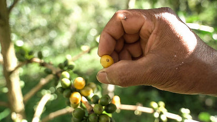 Ground coffee, Colombia Suukala