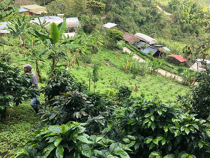 Café en grain, Colombie Suukala