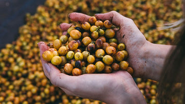 Image of Whole bean, 1936, Brazil - 6