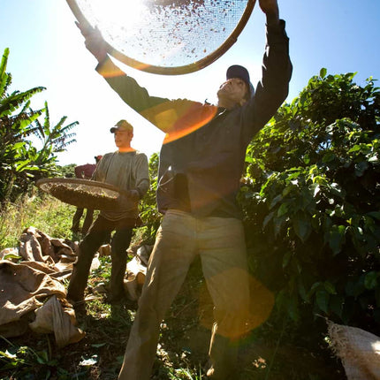 Whole bean, Easy Peasy, Brazil, Woodster