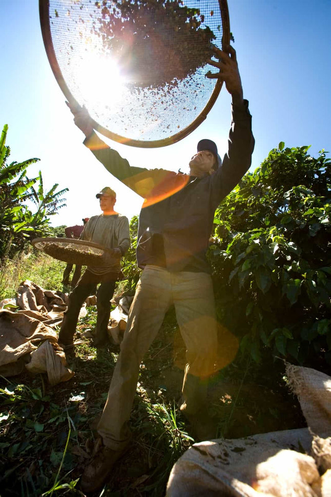 Whole bean, Easy Peasy, Brazil, Woodster