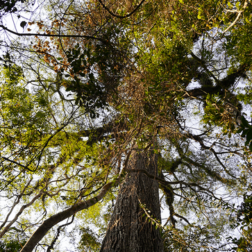 Image of Whole bean, Bob-o-Link, Brazil - 2