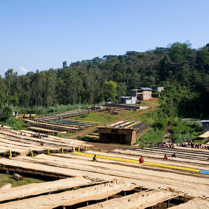 Ground coffee, Fruit Fever, Ethiopia, Woodster