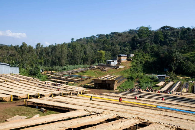 Whole bean, Fruit Fever, Ethiopia, Woodster