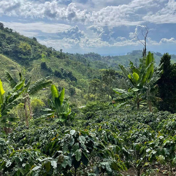 Image of Whole bean, Mingle Blend, Woodster - 2