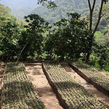 Image of Ground coffee, Wild Crush, Colombia, Woodster - 2