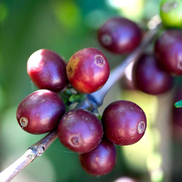 Image of Ground coffee, Easy Peasy, Brazil, Woodster - 3