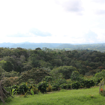 Image of Ground coffee, Women In Coffee, Colombia, Organic, Knopes - 3