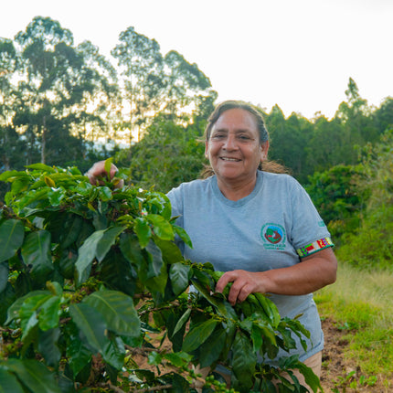 Ground coffee, 1936 Organic, Peru