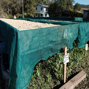 Image of Café en grain, Equilibrium, Nouvelle Guinée - 4