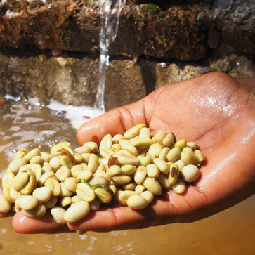 Image of Café en grain, Chelichele, Ethiopie - 4