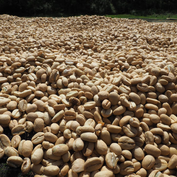 Image of Café en grain, Chelichele, Ethiopie - 3