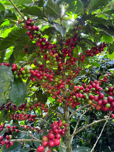 Ground coffee, Los Angeles, El Salvador, Knopes