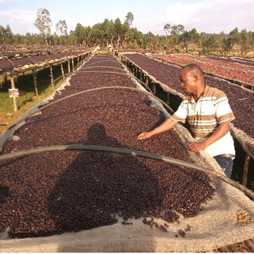 Image of Ganze Bohne, Äthiopien Beshasha Organic, Knopes - 2