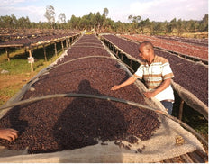 Ground coffee, Ethiopie Beshasha Organic, Knopes