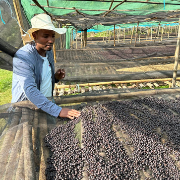 Image of Ground coffee, kokose, Ethiopia, Knopes - 3