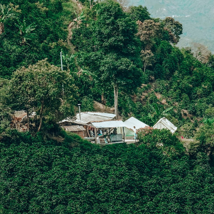 Whole bean, Exotico de Giraldo, Colombia