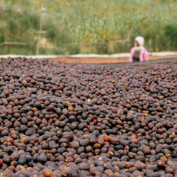 Image of Whole bean, Gaseke, Rwanda, Knopes - 4