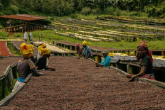 Café en grain, Gatare, Rwanda
