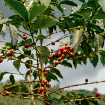 Image of Café en grain, Gatare, Rwanda - 3