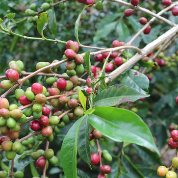 Image of Café en grain, Chelichele, Ethiopie - 5