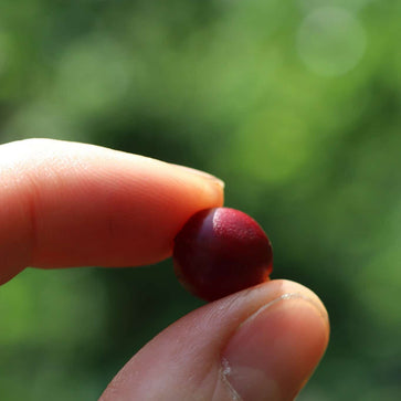 Image of Café en grain, Dark Kiss, Colombie, Woodster - 2