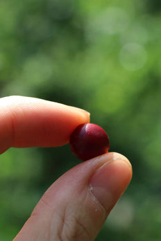 Café en grain, Dark Kiss, Colombie, Woodster