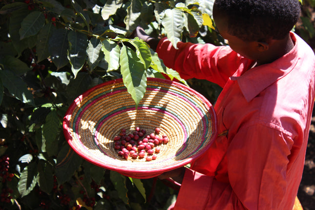 Ground coffee, Ethiopia Koke