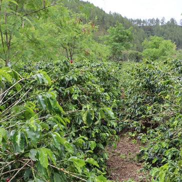 Image of Whole bean, Maison Javanaise, Indonesia, Woodster - 4